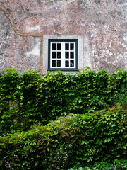 Fototapeta na wymiar window with ivy