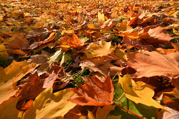 autumn leaves on the ground