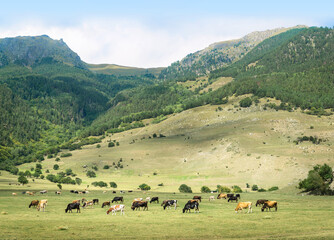 Cows graze in a meadow