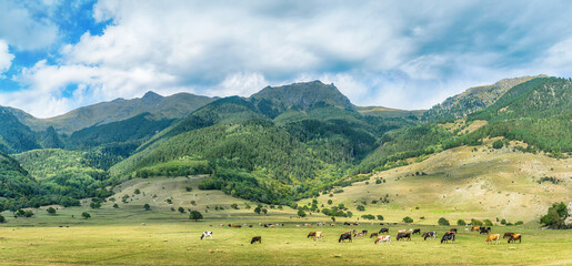Cows graze in a meadow. Panoramic view.