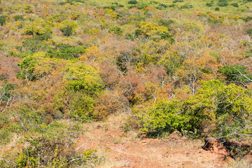 A view of the caatinga landscape in autumn (beginning of the dry season), trees and schrubs losing their leaves - Oeiras, Piaui state, Brazil