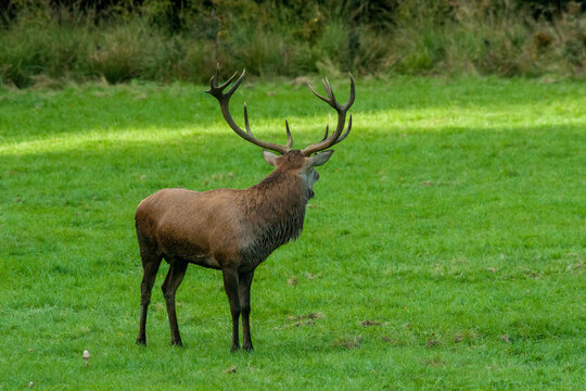 Un cerf &eacute;laphe en p&eacute;riode de brame dans les Ardennes belges.