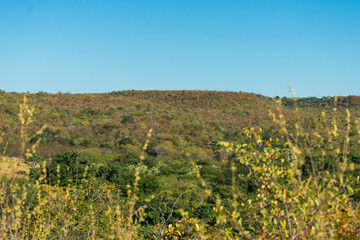 Fototapeta na wymiar A view of the caatinga landscape in autumn (beginning of the dry season), trees and schrubs losing their leaves - Oeiras, Piaui state, Brazil