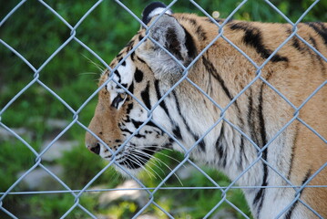 Tieger im Zoo