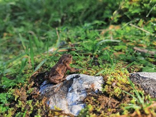 Frosch im Gras