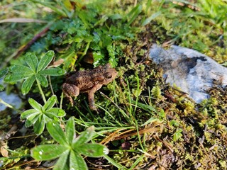 Frosch im Gras