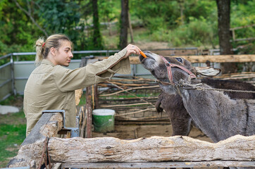 a young man feeding a donkey