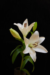 white lilies on black background