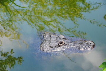 alligator kopf  im wasser