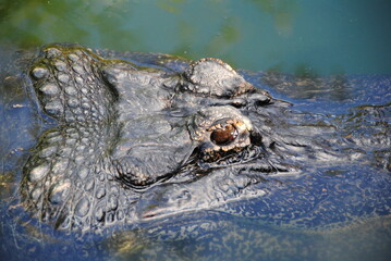 alligator kopf  im wasser
