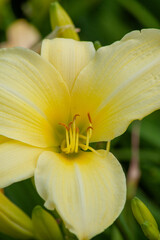 Liliowce (Hemerocallis) beautiful garden plant - obrazy, fototapety, plakaty