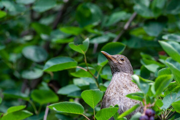 a young bird hidden in the leaves