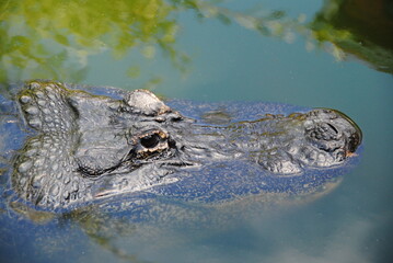 Obraz premium alligator kopf im wasser