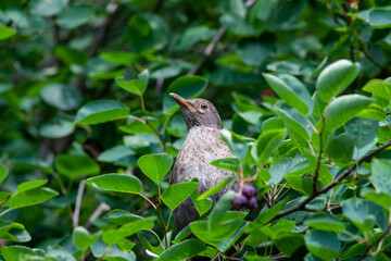 a young bird hidden in the leaves