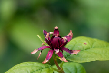 Kielichowiec (Calycanthus)  beautiful ornamental plant
