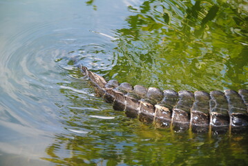 schwanz von alligator, im wasser