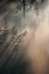 Naklejka premium Une matinée brumeuse en forêt dans les Ardennes belges.