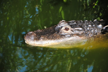 alligator kopf  im wasser