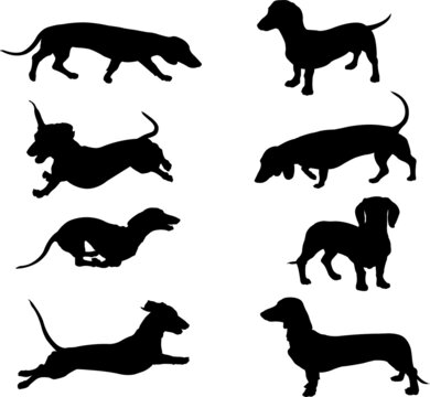 dachshund silhouettes collection - vector