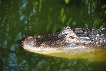 alligator kopf  im wasser