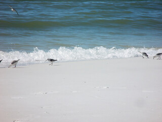 Bird on the shore by the Ocean