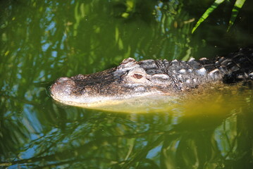alligator kopf  im wasser