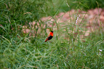 Red northern bishop