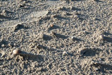 Schalen von Muscheln am Sandstrand von der Borkum