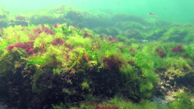 Photosynthesis in the sea, underwater landscape. Green, red and brown algae on underwater rocks (Enteromorpha, Ulva, Ceramium, Polisiphonia). Gulf of Odessa, Black Sea