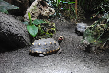 schildkröte im zoo