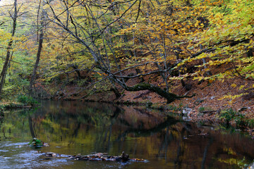 Fototapeta na wymiar river in the autumn forest