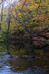 river in the autumn forest