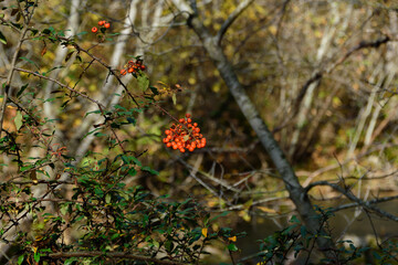 red berries on a tree