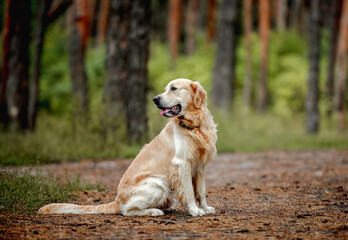 Golden retriever dog in the forest