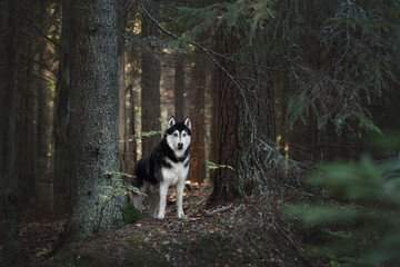 Beautiful Siberian Husky dog in the forest