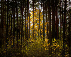 Autumn landscape: Maple with bright yellow leaves against the background of dark forest tree trunks.
