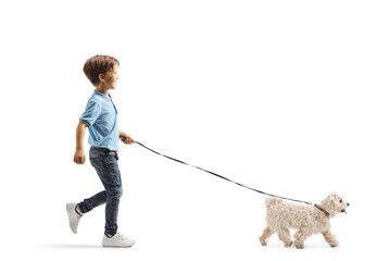 Full length profile shot of a child walking a maltese poodle dog on a lead