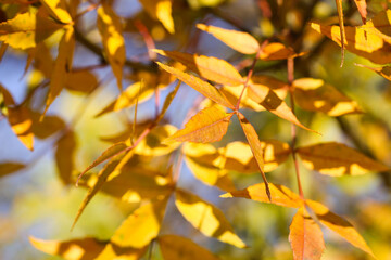 autumn yellow leaves grow on a tree