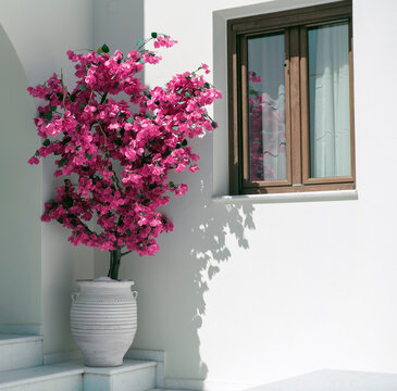 Mediterranean home, bougenvaillea plant and window on white building