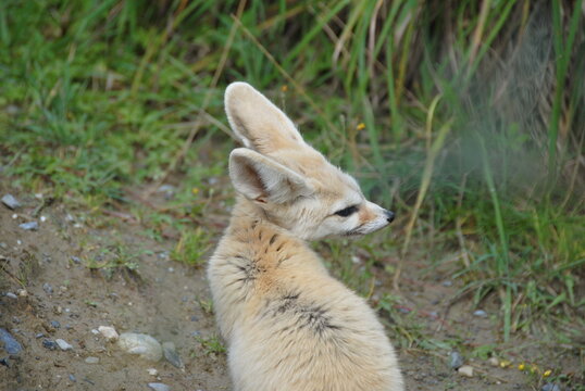 sch&ouml;ner Fennekfuchs im Zoo
