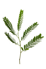 Closeup image of evergreen fern leaves isolated at white background. Floral pattern.