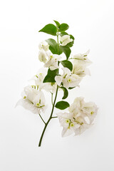 Closeup branch of tropical white bougainvillea flowers isolated at white background.