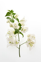 Closeup branch of tropical bougainvillea flowers isolated at white background. White blossoms