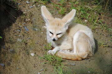 schöner Fennekfuchs im Zoo

