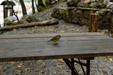 bird on the table