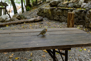 bird on the table