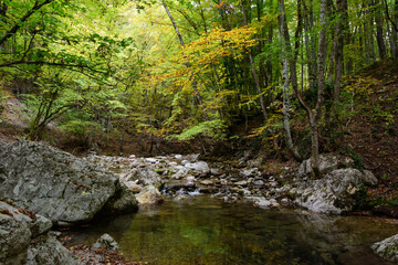 stream in the forest