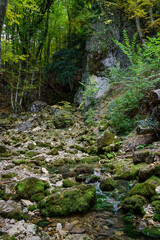 stream in the forest