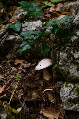 mushroom in the forest