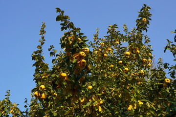 Fototapeta na wymiar Quince yellow ripe fruits in the tree in autumn on blue sky